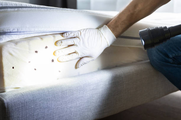Best Ant Control Services  in East Bronson, FL
