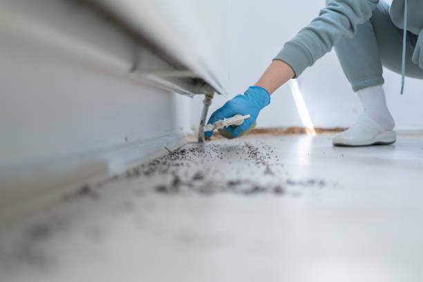 Best Flea Control Services  in East Bronson, FL